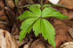 Wood anemone